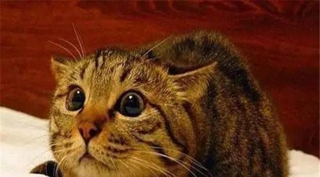 全球最可爱猫咪10大排行榜，第3名一看就是汤姆猫的设计原型！