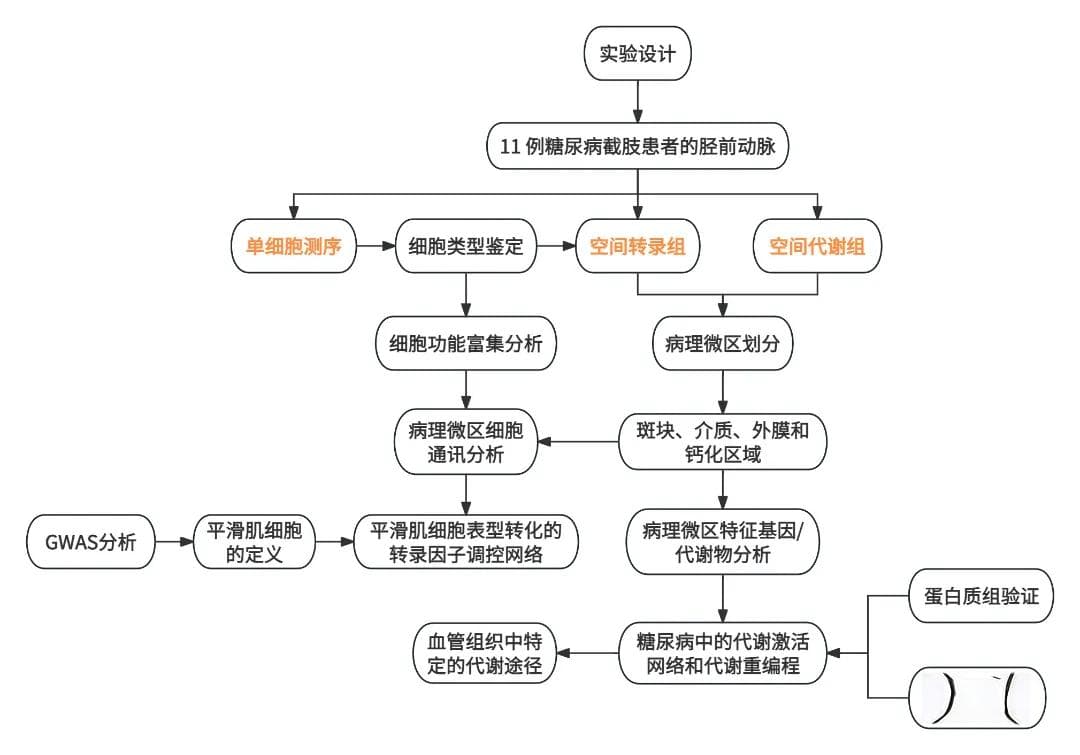 重大突破！王中群教授团队揭示糖尿病大血管病变关键机制
