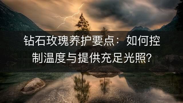 钻石玫瑰养护全攻略：光照、温度与浇水要点详解