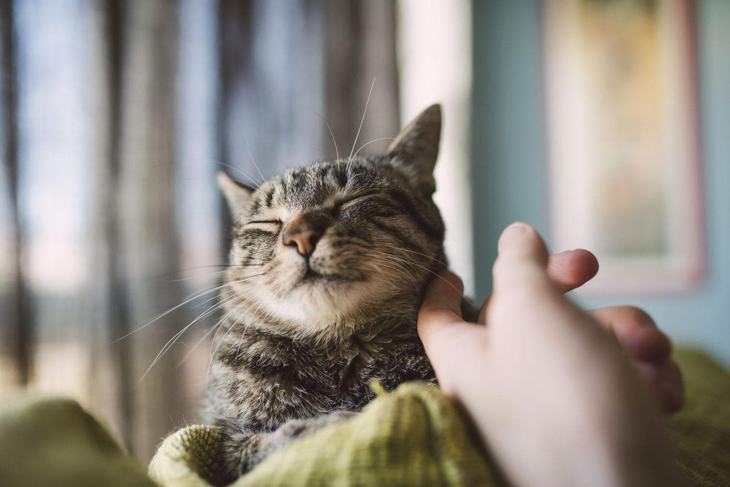 猫咪为什么会有黑下巴？原因分析与应对指南