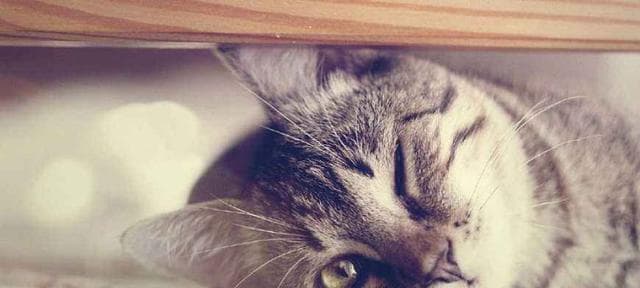 猫咪吃鱼刺不必担心的原因（宠物猫咪的鱼肉饮食、解析猫咪消化系统的奥秘和防范措施）