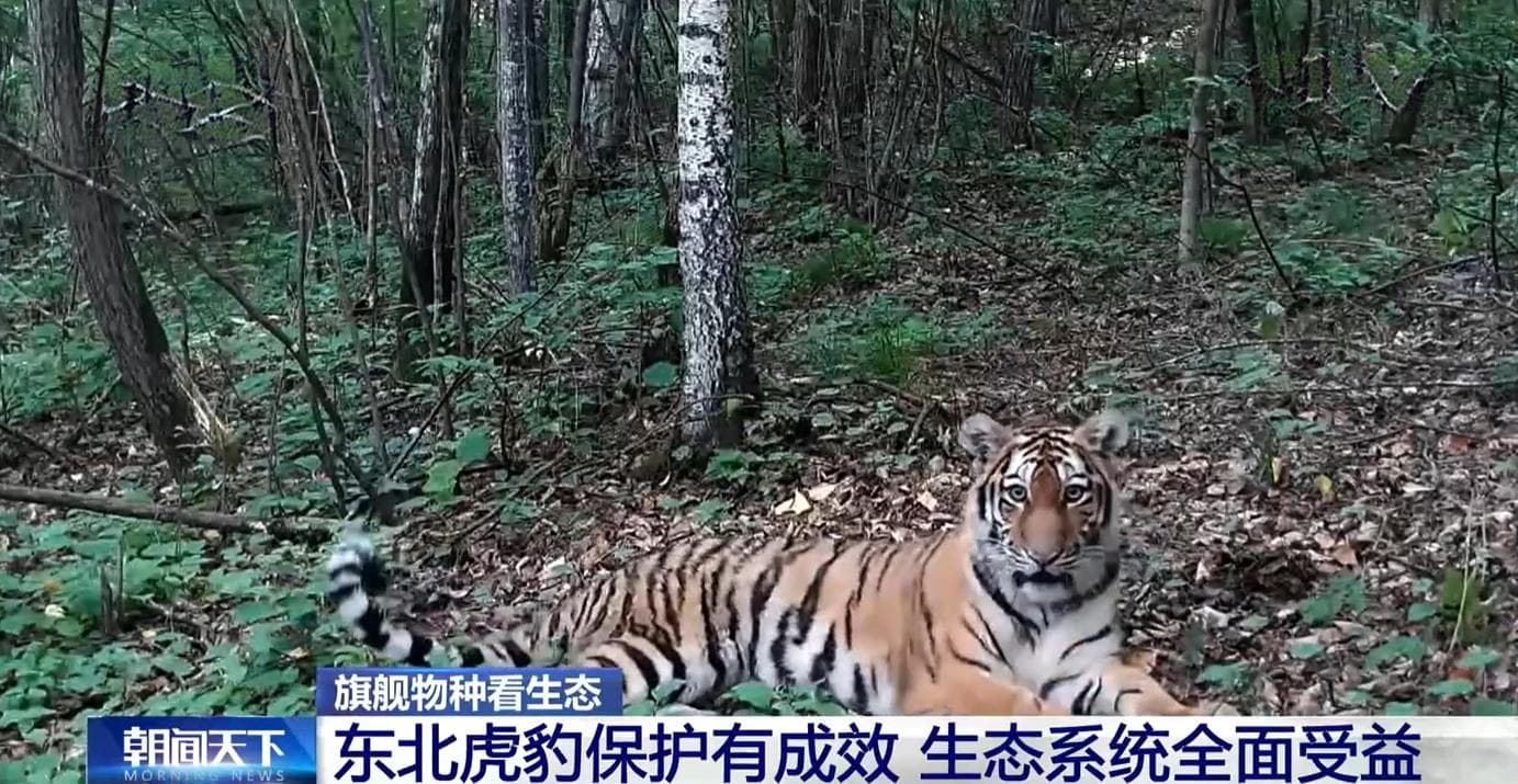 “数”说旗舰物种多样化保护之路 绘就“万物共生”和谐新图景
