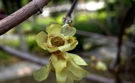腊梅生长环境详解：从温度到土壤，全方位解析腊梅的适生条件