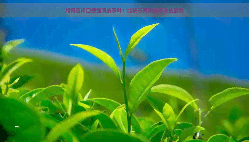 如何选择口感甜润的茶叶？比较不同种类茶叶的甜度