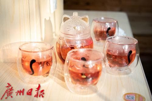 三问猫咖：猫咖卫生安全情况调查