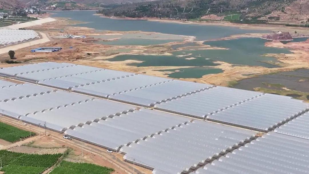 大理宾川这个地方成为云南最大单体蓝莓生产基地，12月可采摘