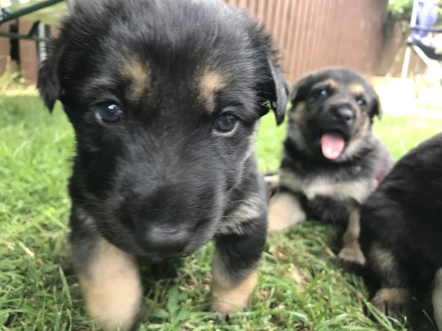 昆明犬饲养秘籍：新手必看！