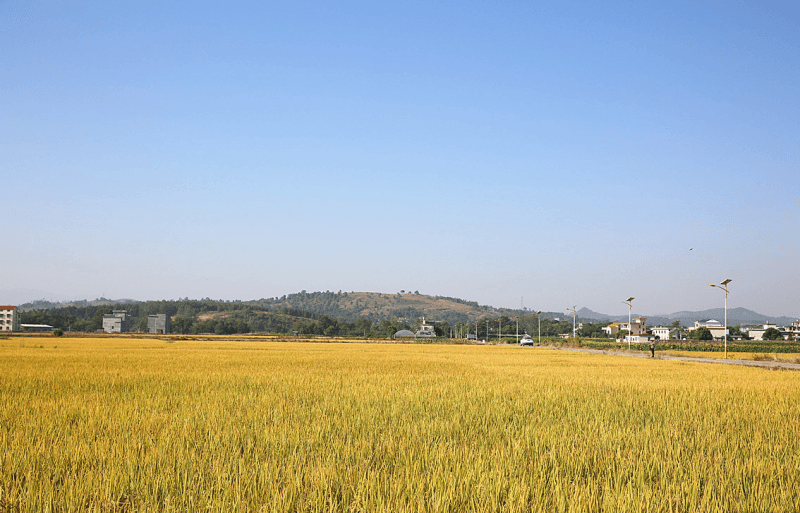 湖南宜章：粮烟协同 乡村振兴路更宽