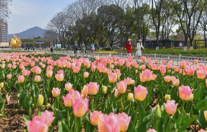 南京30个赏花游胜地来了！