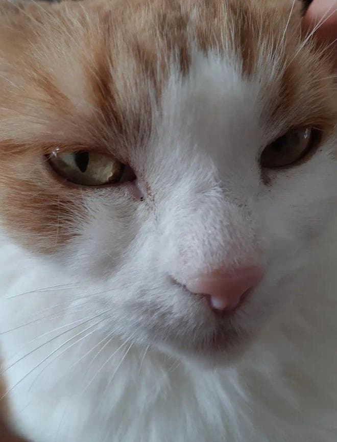 猫咪胡须功能解码：六大生存功能，养护禁忌你都知道吗？