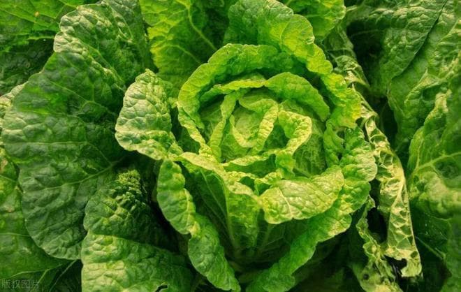 8月到了，这7种蔬菜要开始种了，早点准备以免错过最佳播种期