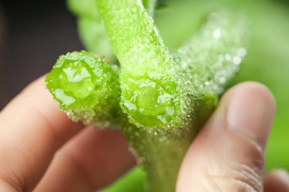 抗炎、抗氧化、保护心血管健康 这种蔬菜你吃过吗？
