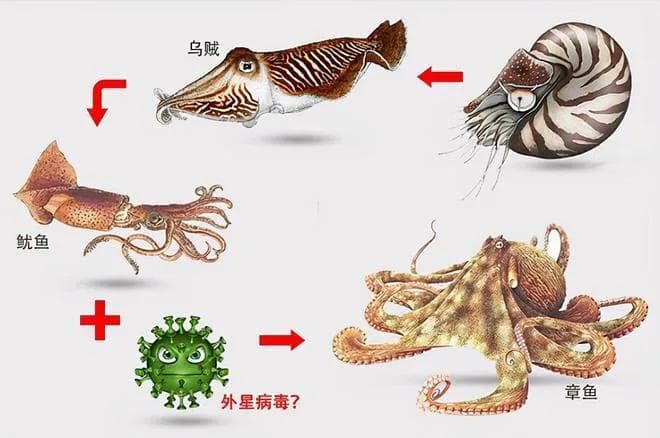 章鱼已经进化长达5亿年，为什么没有进化出智慧？