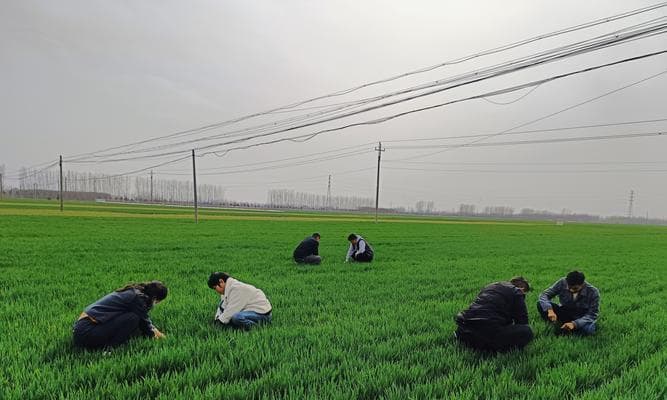 小麦生长的环境与条件（从土壤、气候到地域分布，一一道来）