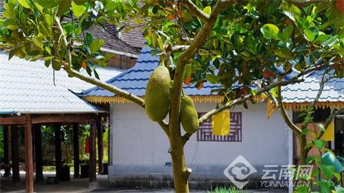 景洪“三曼”村：乡村发展新形态，传统傣寨焕新机