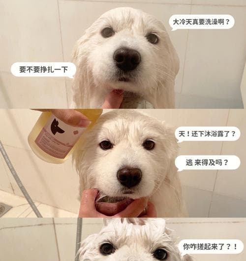 萨摩耶的洗澡频率及注意事项（宠物主人必读，让您的萨摩耶健康又美丽）