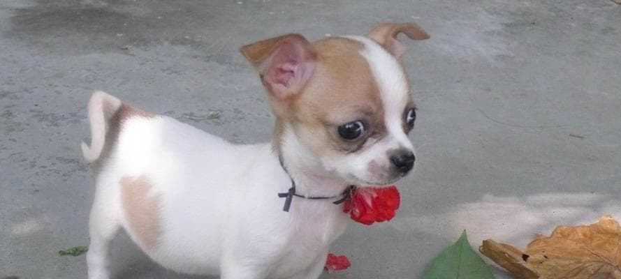 幼犬脱水的原因及预防措施（保护幼犬健康，避免脱水危机）