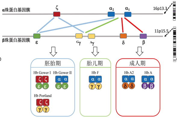 地贫诊断全攻略：从血常规到基因检测