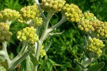 湿鼠曲草：功效、用法与选购指南