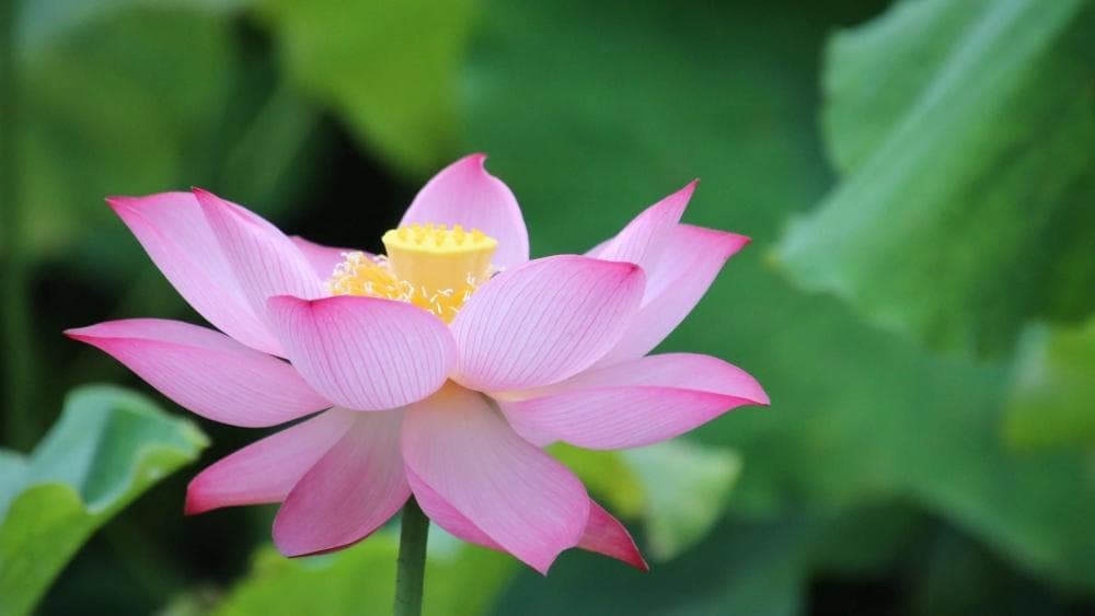 【传统文化】十二月花神：六月荷花，香远溢清的花中君子
