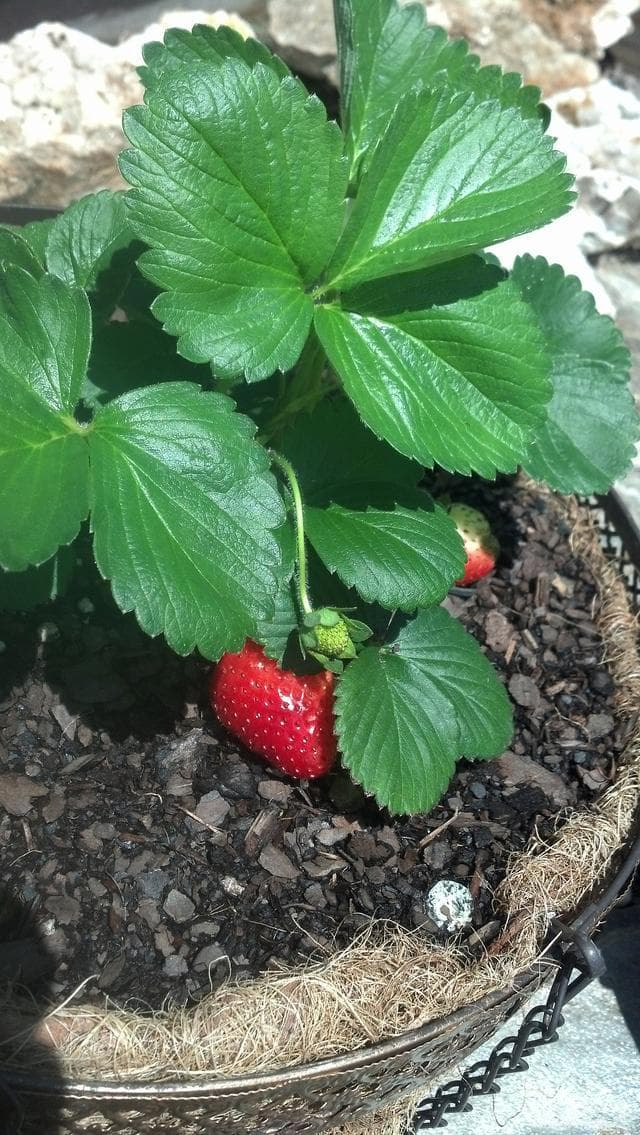 家庭盆栽草莓种植攻略：从零开始，教你打造家庭园艺中的甜蜜盆栽