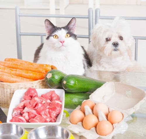 小猫断奶后的饮食管理指南