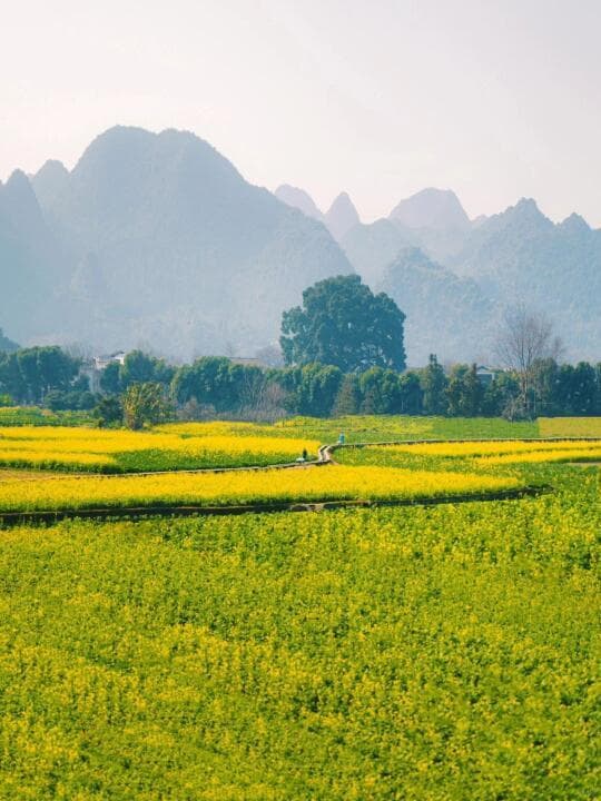 初春万峰林：喀斯特地貌中的油菜花海魅力四射