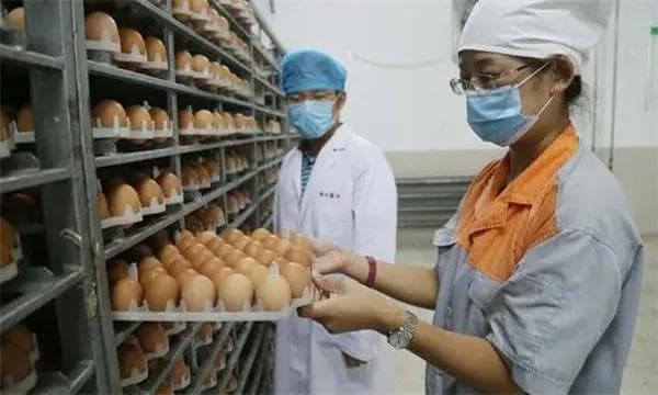 鸡种蛋的保存时间与方法 其保存温湿度如何掌握