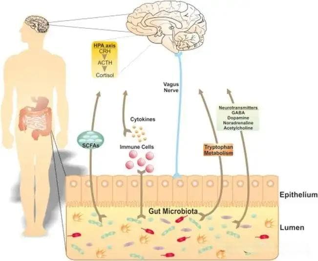 重度抑郁症中的微生物群-肠-脑轴：一种新的治疗方法