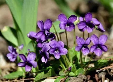 以花养人——紫花地丁
