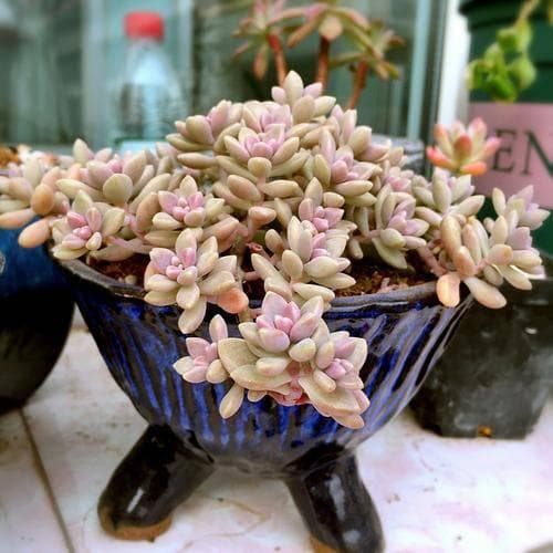 大嘴花的养殖方法是什么？