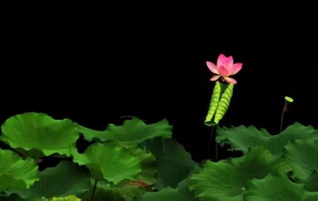 春分时节的艺术之美：五幅传世画作里的春天