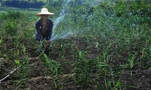 生姜种植过程中的水分管理要点