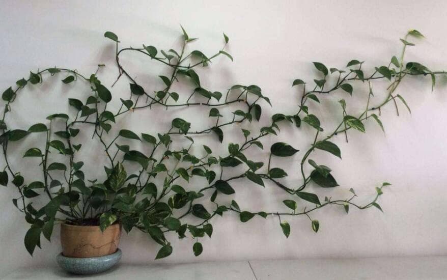 怎么给绿萝施肥？10天浇一次它，叶肥厚，浓绿油亮，植株茂盛