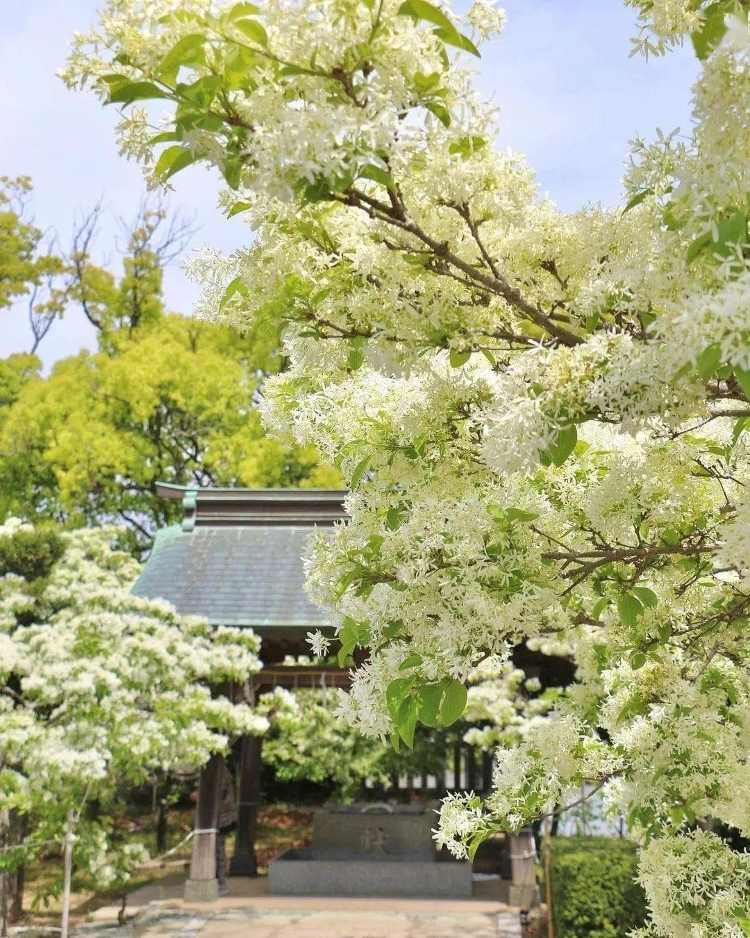 日本福冈10个必去景点及餐厅，发现历史古迹、绝美夜景和传统神社
