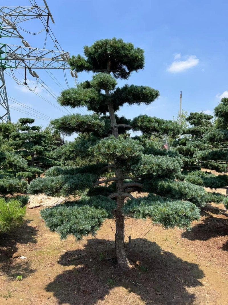 黑松盆景的养护方法