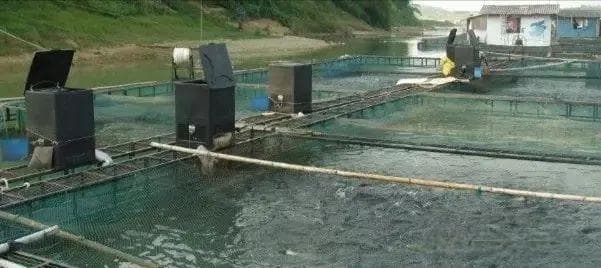 水产养殖投喂量控制的综合分析与策略优化