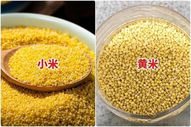 小黄米和小米的区别？哪种价格高？
