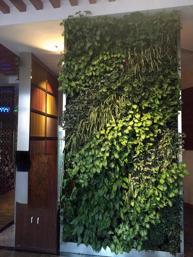 室内墙体绿化植物推荐：这些植物最适合打造绿色空间