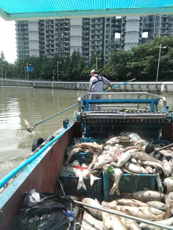 上海苏州河现大量无序放生，最多1天捞1吨死鱼！如何规范放生？