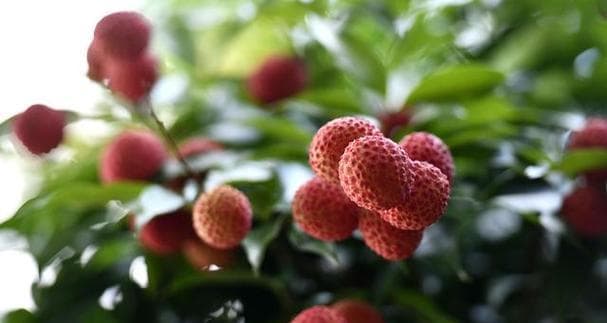 荔枝的开花、结果和成熟时间：从种植到品尝的全程指南