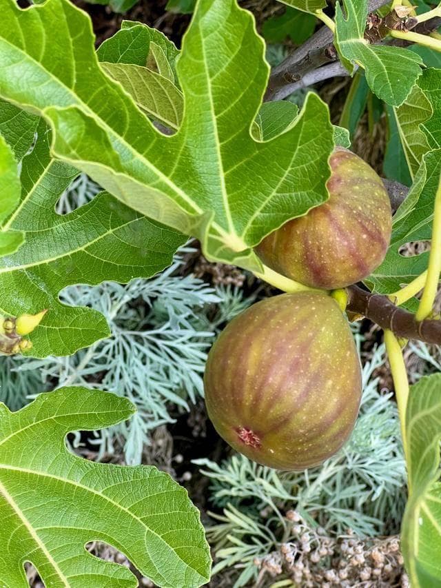 无花果种植入门：土壤、光照与水分管理要点
