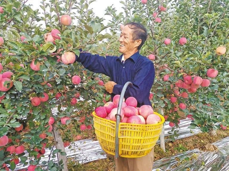 撑起“保护伞” 陕西省扎实推动农业保险高质量发展