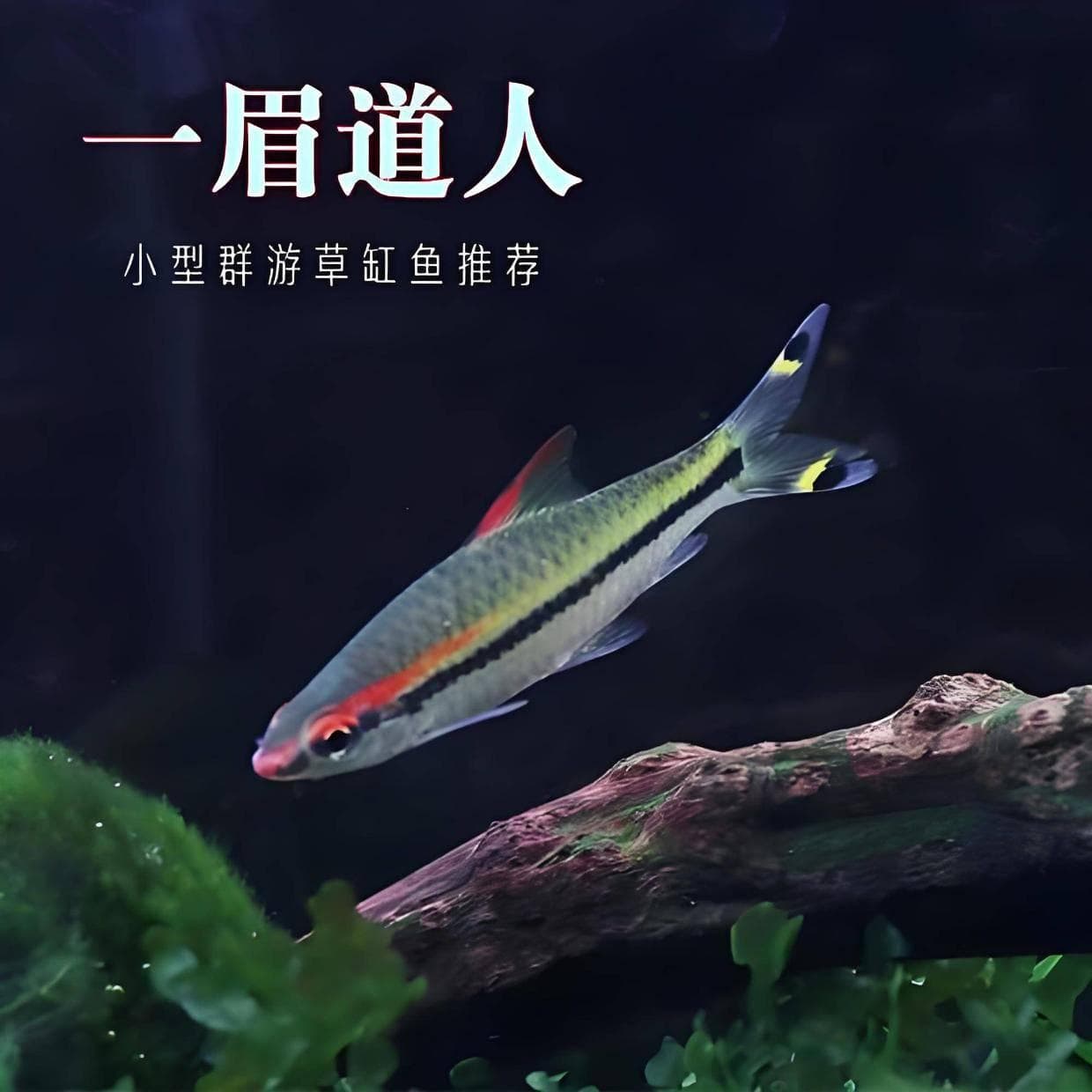 新手如何饲养一眉道人，看这一篇就够啦！