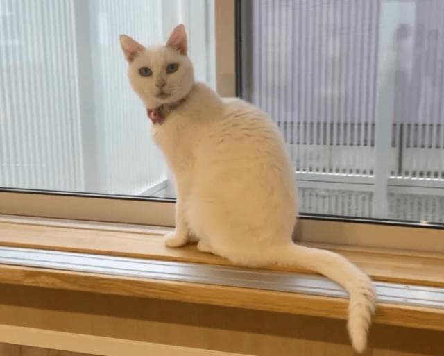 猫咪掉毛严重？别慌，四个小妙招助你轻松解决