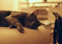 猫咪指甲每月修剪一次，小心操作防伤