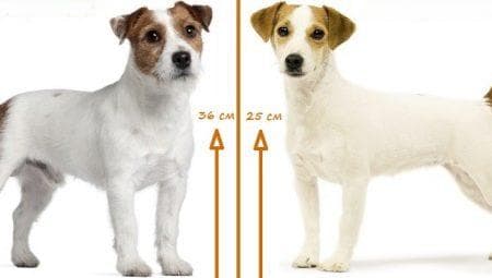 帕森罗素梗犬和杰克罗素梗犬有什么区别？