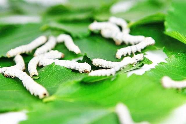 我国科学家破解决定家蚕性别的密码