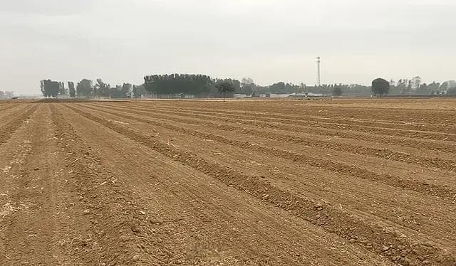 小麦种植新技术：六大播种与八项高产秘诀