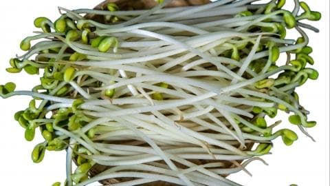黄豆芽发芽了还能吃吗
